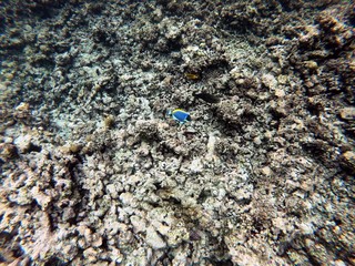 Seychelles reef snorkelling