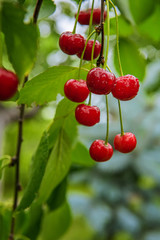 Vertical background with fresh wet red cherries.