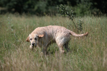 Labrador in a green meadow
