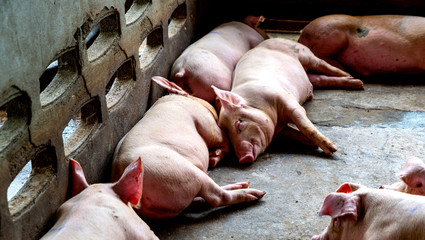 Big pig in hog farms, animal and pigs farm industry