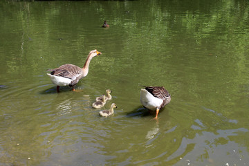 Legnano, Bosco di Legnano, Castello park