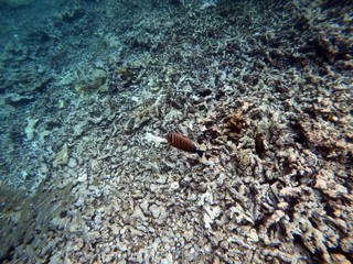 Seychelles reef snorkelling