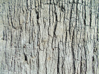  Wood texture for design