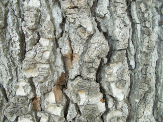  Wood texture for design