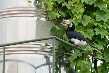 The hornbills are a family of bird found in tropical and subtropical Africa, Asia and Melanesia.