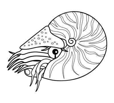 recommend clip art: オウムガイ 深海魚 キャラクター イラスト