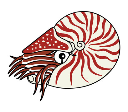 オウムガイ 深海魚 キャラクター イラスト Stock イラスト Adobe Stock