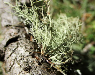 Gros plan lumineux d'un lichen filamenteux (Usnea barbata) sur une branche