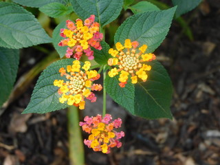 butterfly on flower