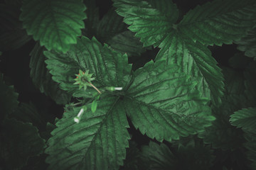 Fototapeta na wymiar Creative layout of dark green strawberry leaves