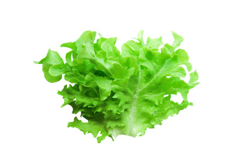 Fresh leaves green oak lettuce isolated on white background eat for diet good healthy nutrition organic vegetable close-up and soft focus