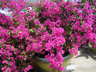 flowers in the garden