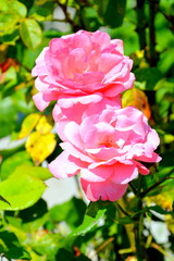 Obraz premium Nice flowers in the garden in midsummer, in a sunny day. Green landscap