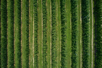 Plantation of fruit trees. Top down aerial view. Winding road through the plantations.