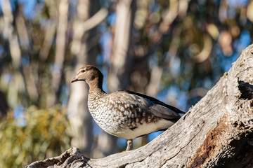 Australian Wood Duck in a tree
