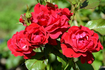 Nice flowers in the garden in midsummer, in a sunny day. Green landscape. 
