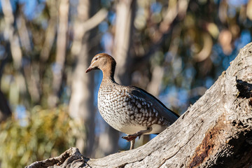 Australian Wood Duck in a tree