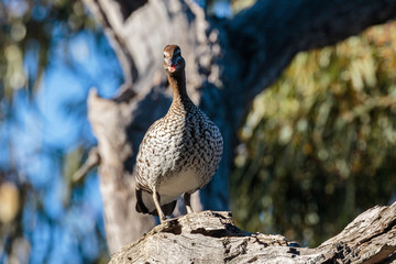 Australian Wood Duck in a tree