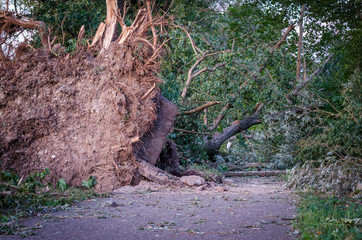 Entwurzelter Baum nach Unwetter - Sturmschaden