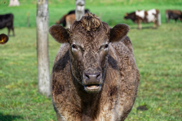 Fototapeta premium A Murray Grey cross cow looks at the camera