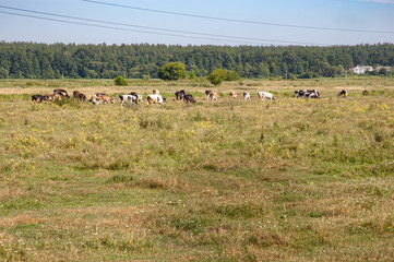 Fototapeta premium Herd of grazing cows in a flowered field near the small town of Irpin in the northwest of Kiev, Ukraine, during the summer