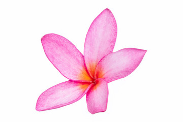 Isolated Red frangipanis or Plumeria on the white background.