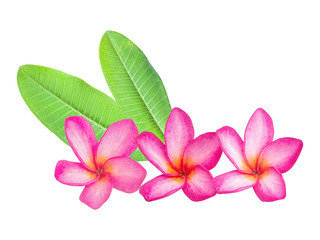 Isolated Red frangipanis or Plumeria on the white background.