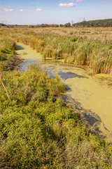The Irpin River, northwest of Kiev, Ukraine, is covered with green Lemnoideae, also known as Duckweeds or water lenses, during the hot summer.