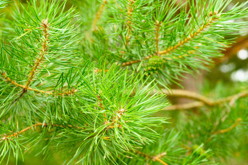 Pine branch in the forest