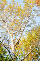 Detail of a Birch against the blue sky at the beginning of autumn
