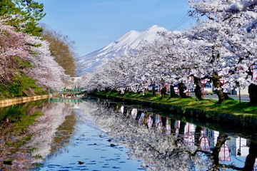 《弘前公園の桜》青森県弘前市
