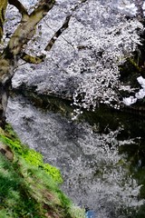 《弘前公園の桜》青森県弘前市