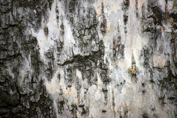 bark of a tree