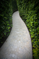 Secret path through a dense garden hedge maze