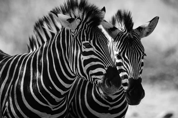 Türaufkleber Zebra Nahaufnahme von Zebra