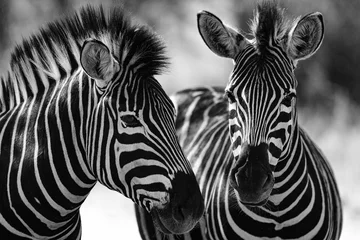 Fotobehang portret van een zebra © Tim