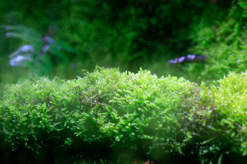 moss and lichen