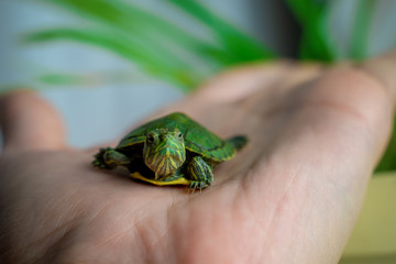 The turtle is crawling on the floor at home. Pet turtle in the room close up view. The slow animal movement.
