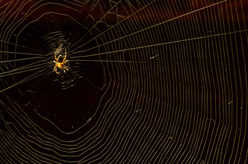 Glowing domestic house spider in the corner close-up on a dark background
