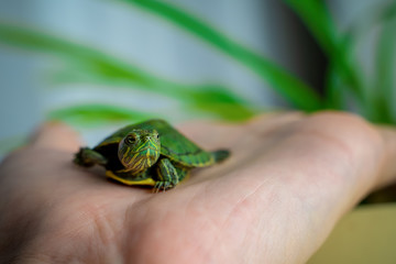 The turtle is crawling on the floor at home. Pet turtle in the room close up view. The slow animal movement.