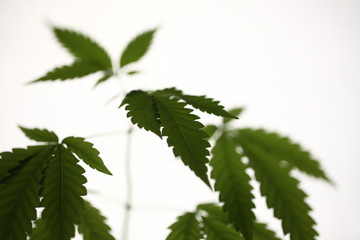 cannabis leaves plant