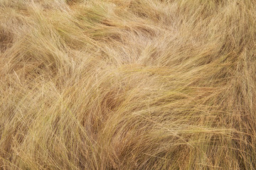 dry grass background with beautiful lines formed by the golden grass