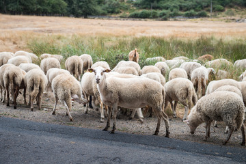 Obraz na płótnie Canvas flock of sheep passing by the road