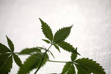 cannabis leaves plant