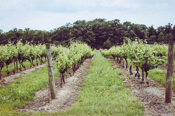 Fototapeta na wymiar A vineyard in Niagara-on-the-lake in summer