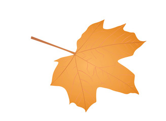 Autumn leaf. vector illustration