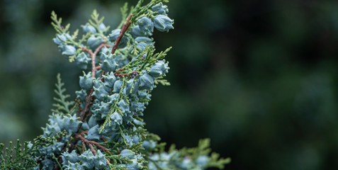 Young beautiful thuja seeds on a green branch. background