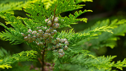 Young beautiful thuja seeds on a green branch. background
