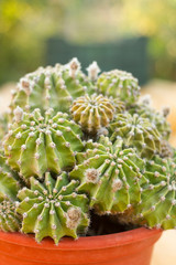 macro cactus green