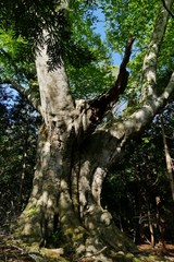 《十二湖の四季》青森県深浦町
